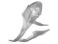 Ajenorix calderon hypargyria ♂ genitalia