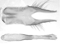 Ajenorix calderon hypargyria ♂ genitalia