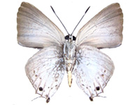Deudorix hypargyria ssp. ♂ Un.