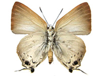 Deudorix hypargyria ssp. ♀ Un.