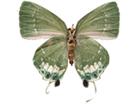Artipe eryx eryx ♀ Un.