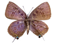 Virachola subguttata malaya ♀ Un.
