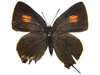 Virachola sylvana ssp. ♀ Up.