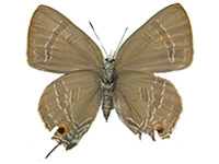 Virachola sylvana ssp. ♀ Un.