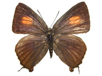 Virachola sylvana ssp. ♀ Up.