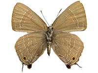 Virachola sylvana ssp. ♀ Un.