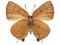 Rapala pheretima petosiris ♀ Un.