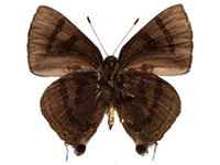 Rapala rhoecus ssp. ♂ Un.
