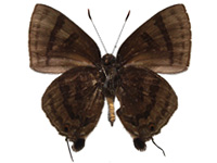 Rapala rhoecus ssp. ♂ Un.