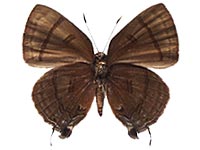 Rapala rhoecus ssp. ♀ Un.