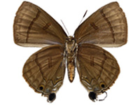 Rapala rhoecus ssp. ♀ Un.