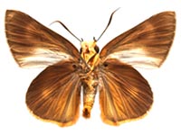 Burara oedipodea belesis ♂ Un.