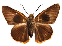 Burara jaina margana ♂ Up.