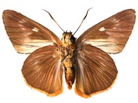 Burara jaina margana ♂ Un.