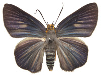 Burara gomata lalita ♀ Up.