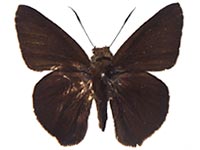 salanga male Up.