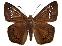 Capila pauripunetata tamdaoensis ♂ Up.