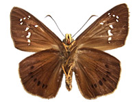 Capila pauripunetata tamdaoensis ♂ Un.