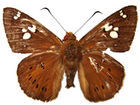 Capila phanaeus decoloris ♀ Up.