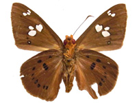 Capila phanaeus decoloris ♂ Un.