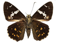 Celaenorrhinus sp. ♂ Un.