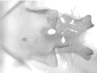 Celaenorrhinus motokii ♂ genitalia