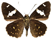 Celaenorrhinus leucocera ♂ Un.