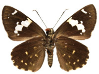 Celaenorrhinus leucocera ♀ Un.
