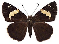 Celaenorrhinus dhanada dhanada ♀ Up.