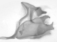Celaenorrhinus affinis ♂ genitalia