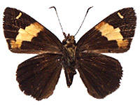 Celaenorrhinus andamanicus hanna ♂ Un.