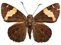 Celaenorrhinus andamanicus hanna ♂ Up.