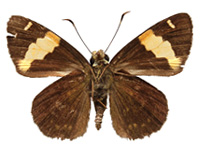 Celaenorrhinus andamanicus hanna ♂ Un.