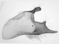 Celaenorrhinus andamanicus hanna ♂ genitalia