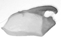 Celaenorrhinus inaequalis irene ♂ genitalia