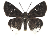 Darpa striata striata ♀ Up.