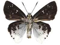 Darpa striata striata ♀ Un.