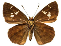 Pseudocoladenia fabia ♀ Un.