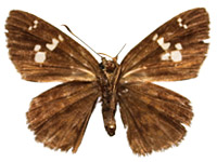Pseudocoladenia fabia ♀ Un.
