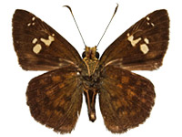 Pseudocoladenia eacus dhyana ♂ Un.