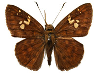 Pseudocoladenia eacus dhyana ♂ Up.