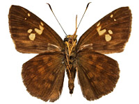 Pseudocoladenia eacus dhyana ♂ Un.