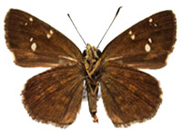 Pseudocoladenia eacus dhyana ♀ Un.