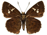 Pseudocoladenia eacus dhyana ♀ Un.