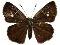 Pseudocoladenia eacus dhyana ♀ Up.