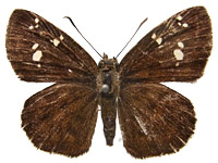 Pseudocoladenia eacus dhyana ♀ Up.