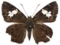 Coladenia agnioides ♂ Up.