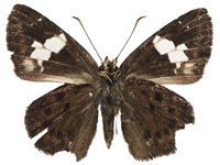 Coladenia agnioides ♂ Un.