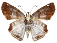 Odontoptilum angulata angulata ♂ Un.