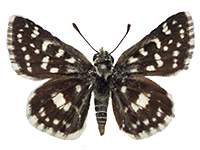 Spialia galba shanta ♂ Up.